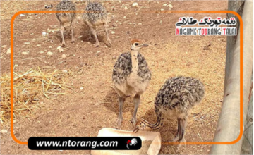 تغذیه صحیح شترمرغ های جوان جهت رشد بهینه و تقویت استخوان بندی